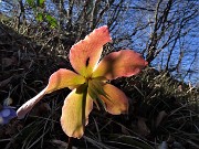 29 Helleborus niger (Elleboro) in fruttescenza